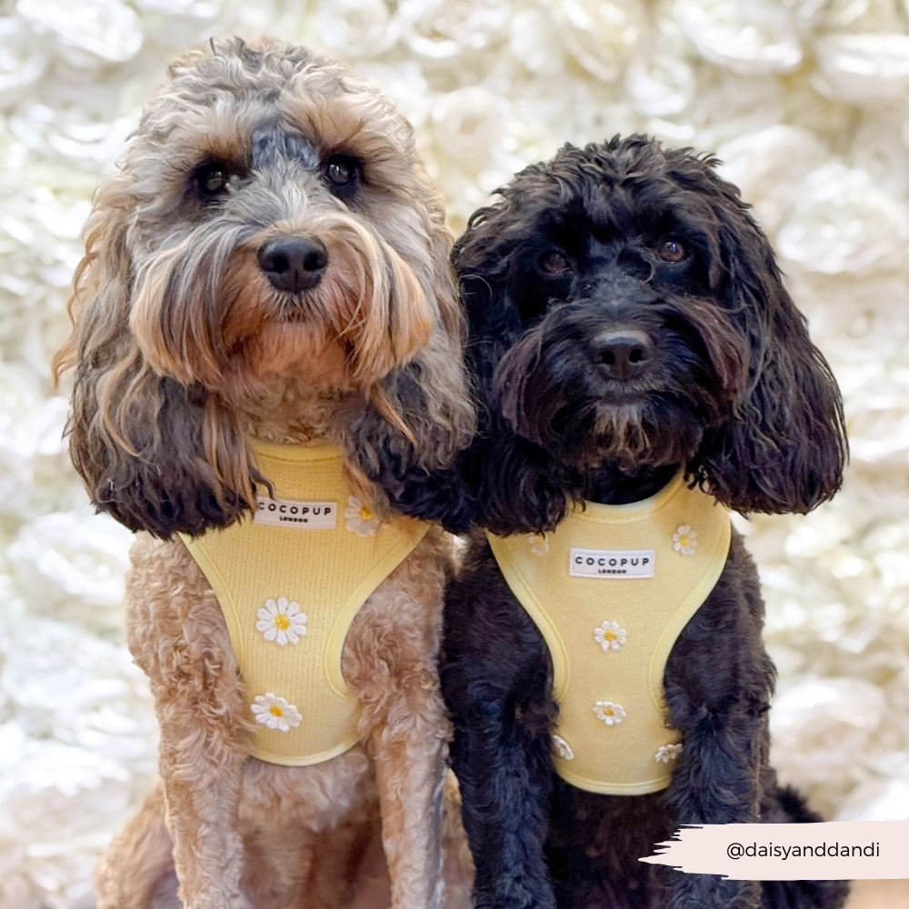 Cocopup Buttercup Hundesele