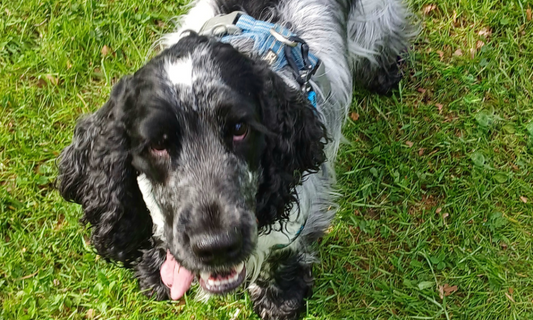 Slik tilpasser du selen til hunden din