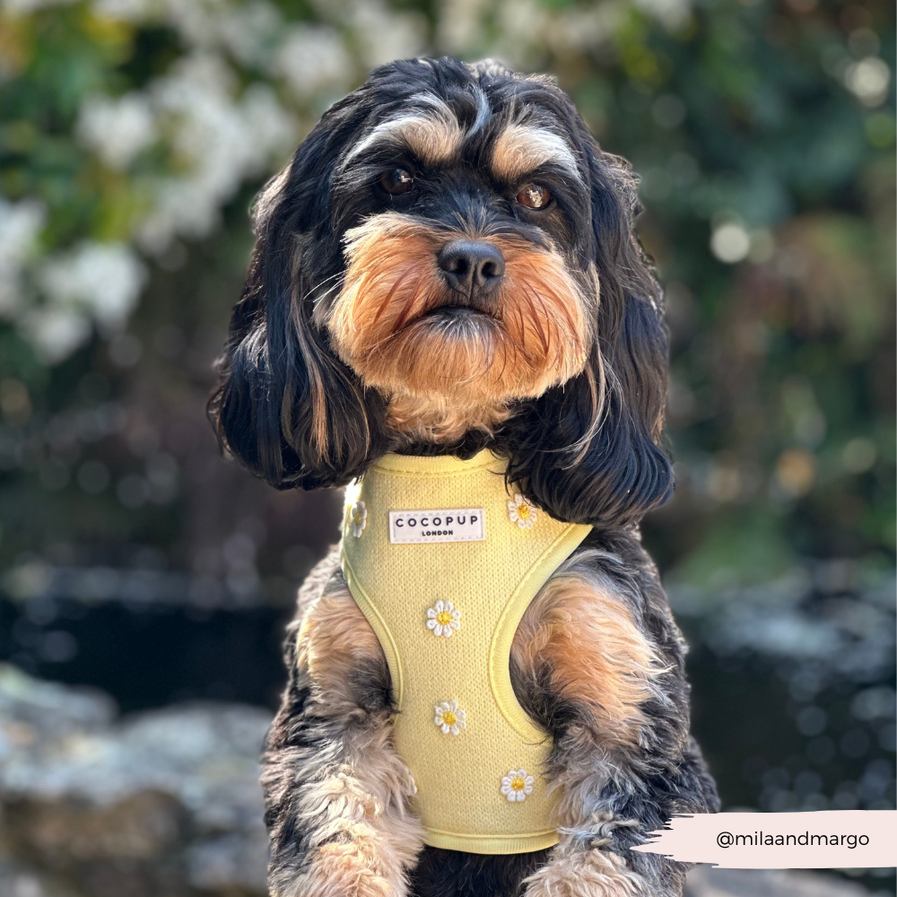 Cocopup Buttercup Hundesele