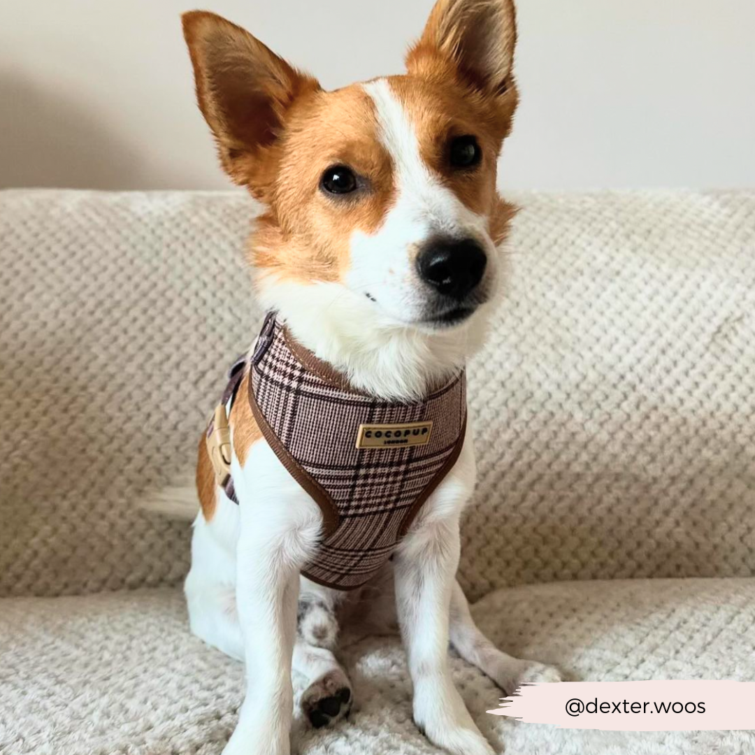 Cocopup Pup Plaid Hundesele