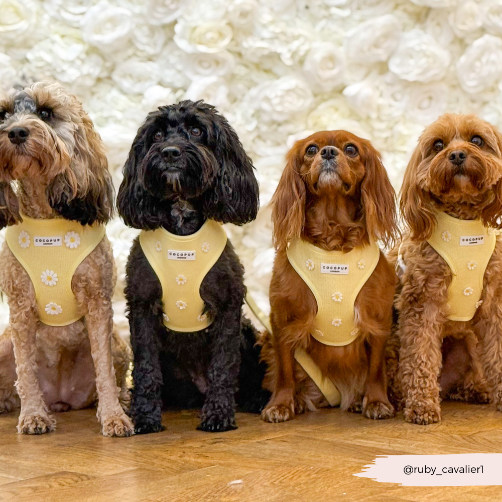 Cocopup Buttercup Hundesele