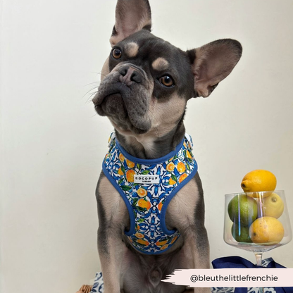 Cocopup Amalfi Lemon Hundesele