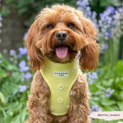 Cocopup Buttercup Hundesele