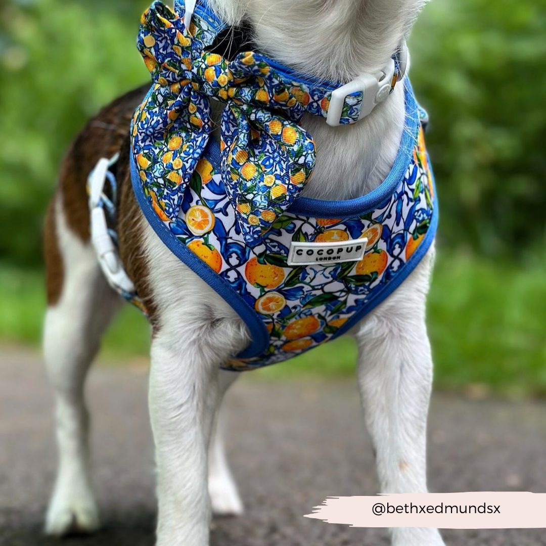 Cocopup Amalfi Lemon Hundesele