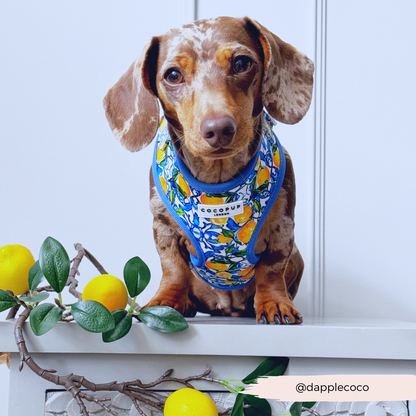 Cocopup Amalfi Lemon Hundesele