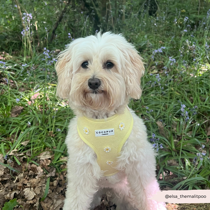 Cocopup Buttercup Hundesele