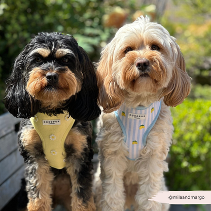 Cocopup Buttercup Hundesele