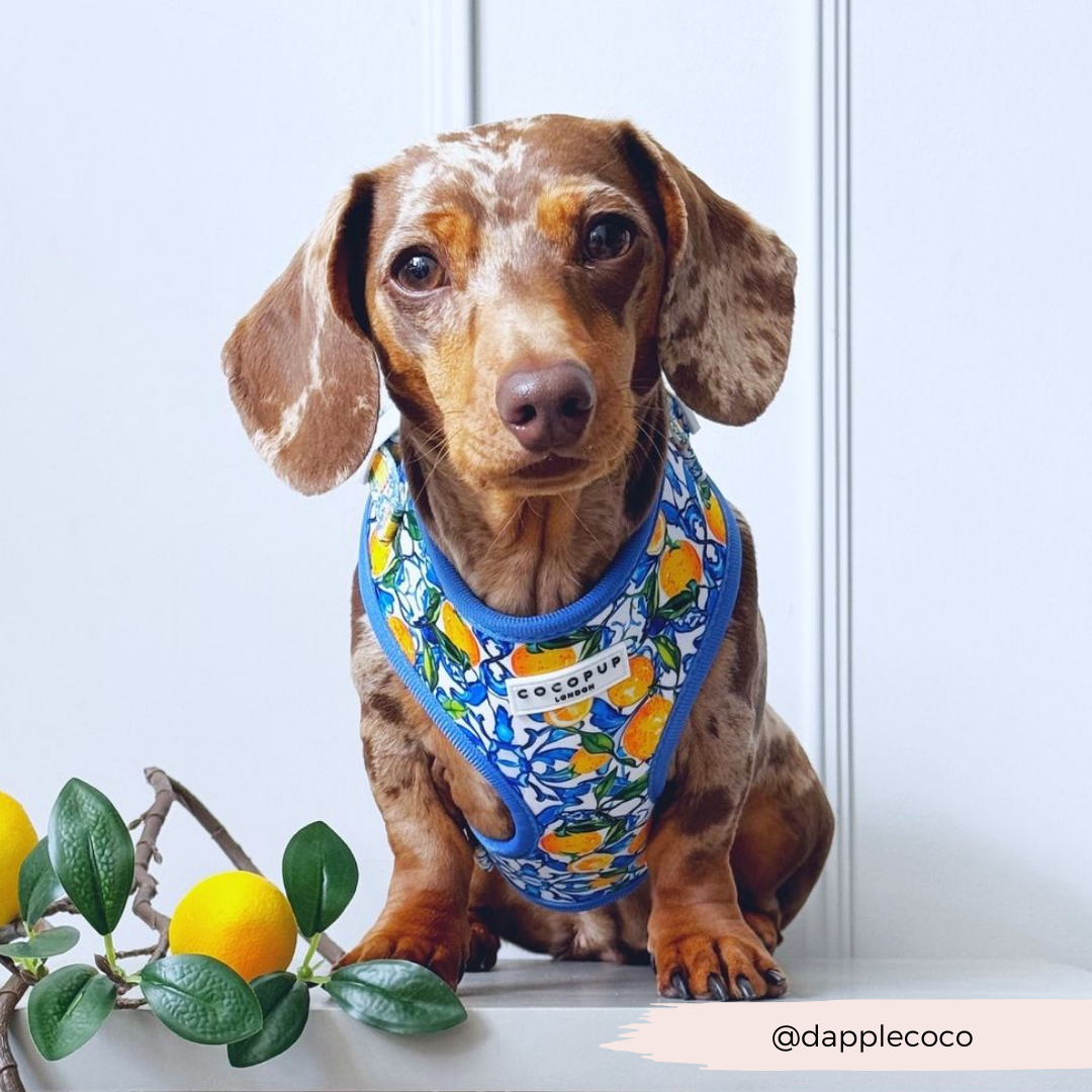 Cocopup Amalfi Lemon Hundesele