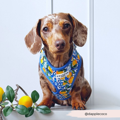 Cocopup Amalfi Lemon Hundesele