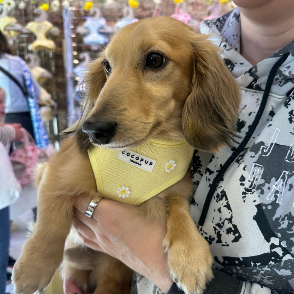 Cocopup Buttercup Hundesele