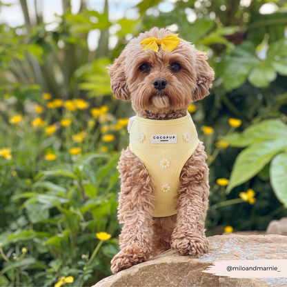 Cocopup Buttercup Hundesele