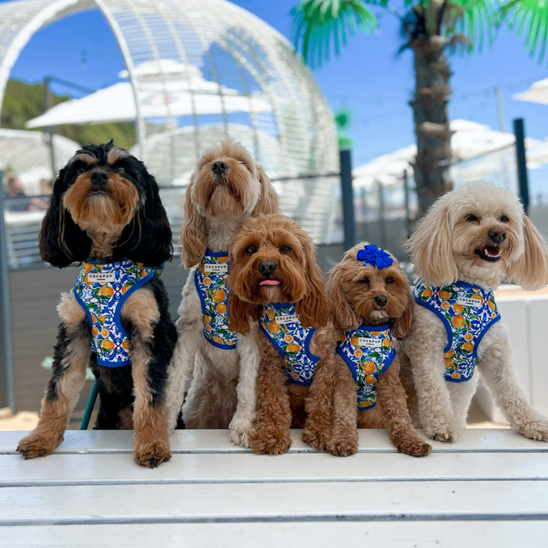 Cocopup Amalfi Lemon Hundesele
