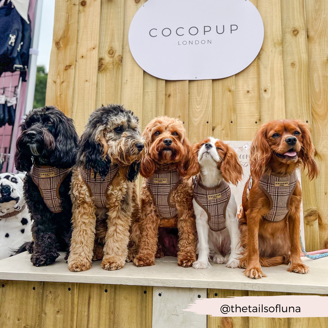 Cocopup Pup Plaid Hundesele