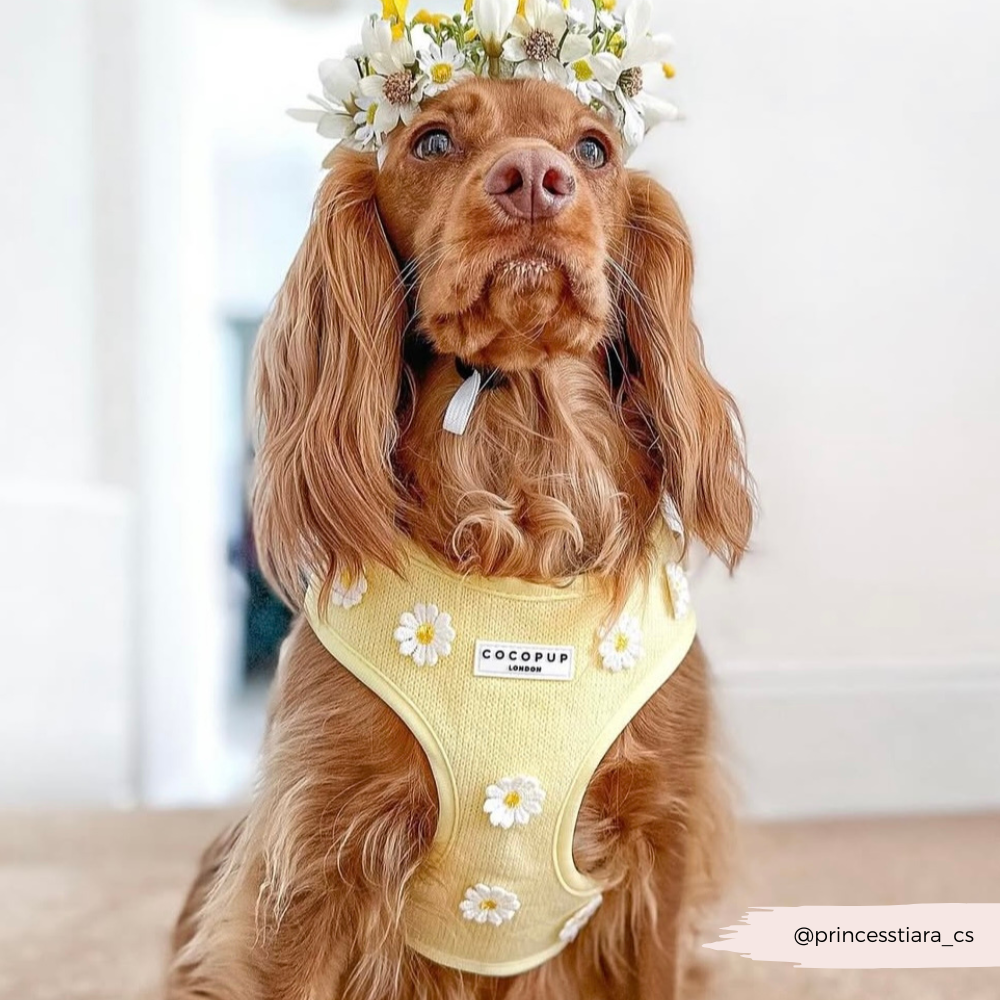 Cocopup Buttercup Hundesele