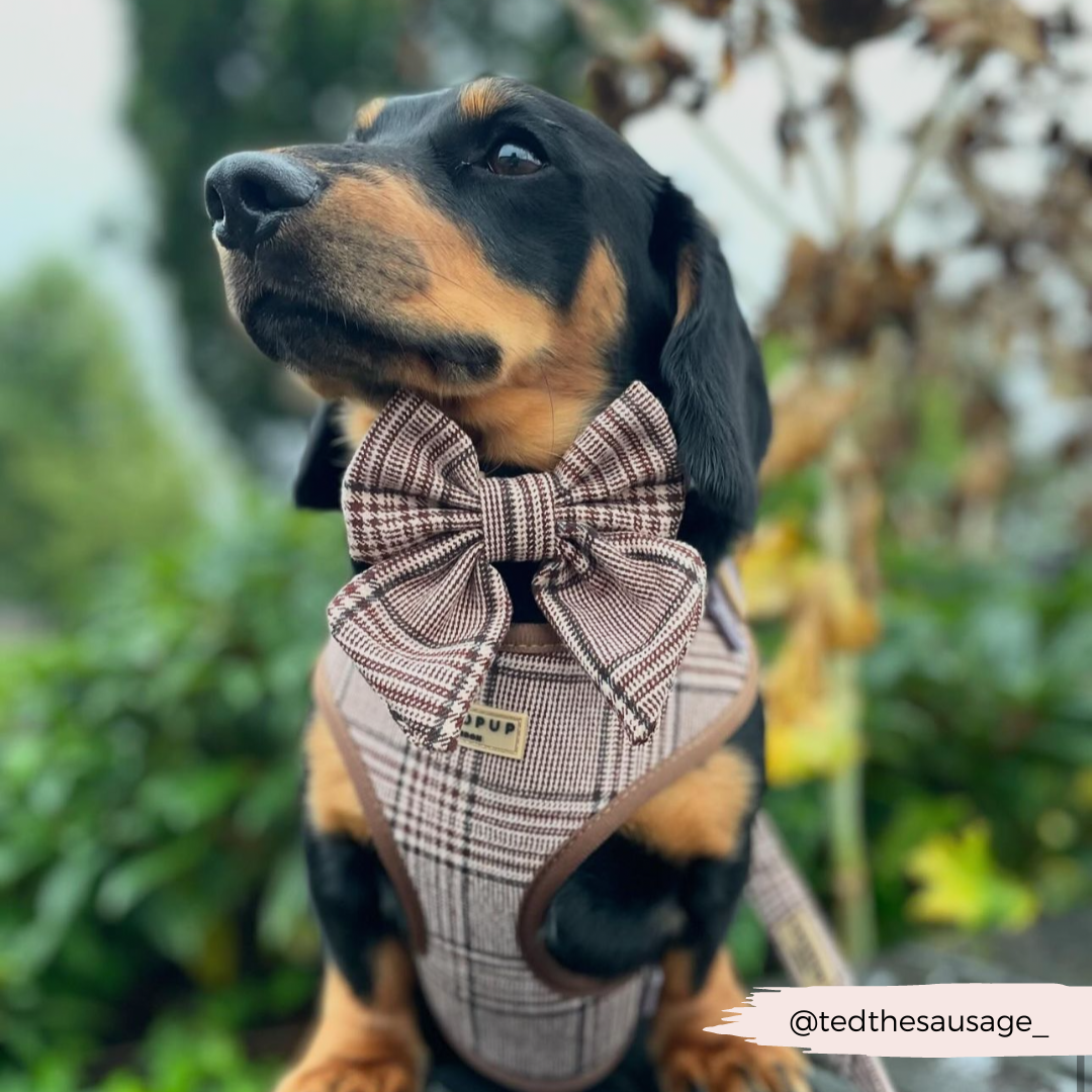 Cocopup Pup Plaid Hundesele