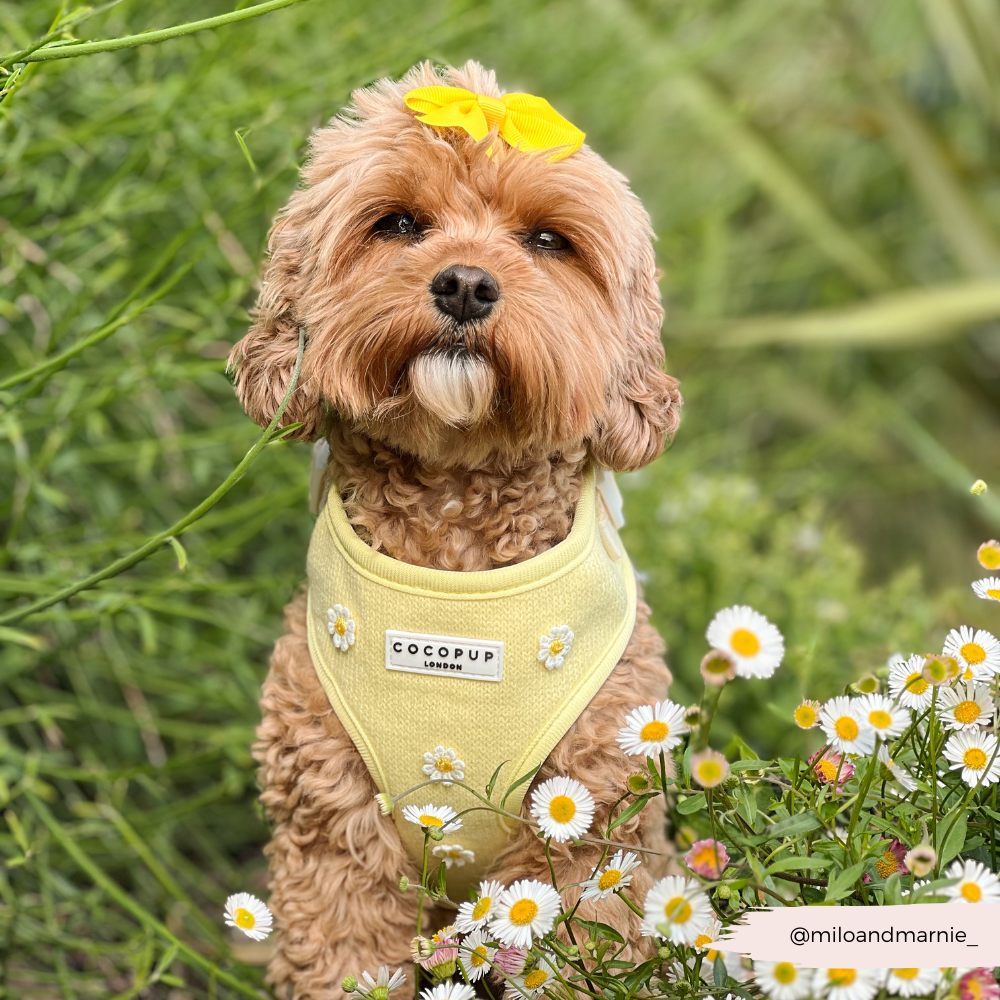 Cocopup Buttercup Hundesele