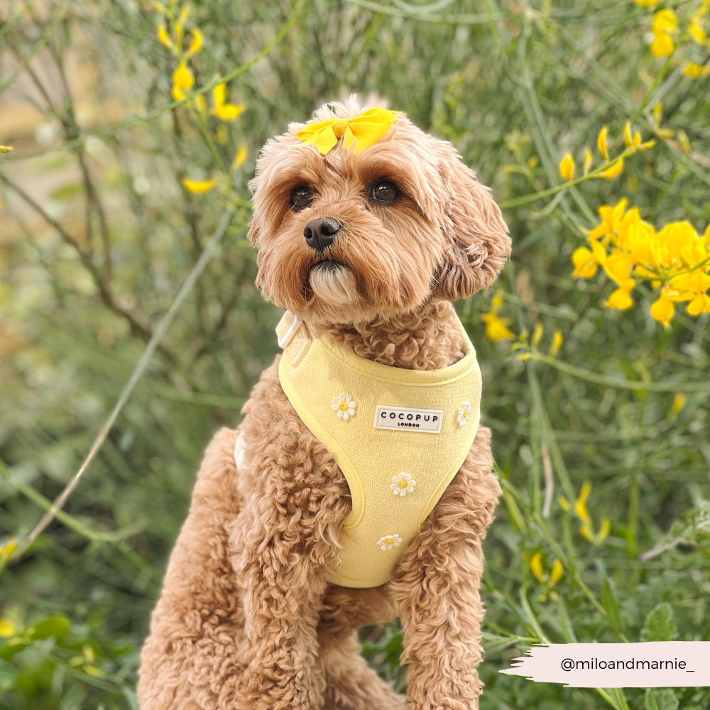 Cocopup Buttercup Hundesele