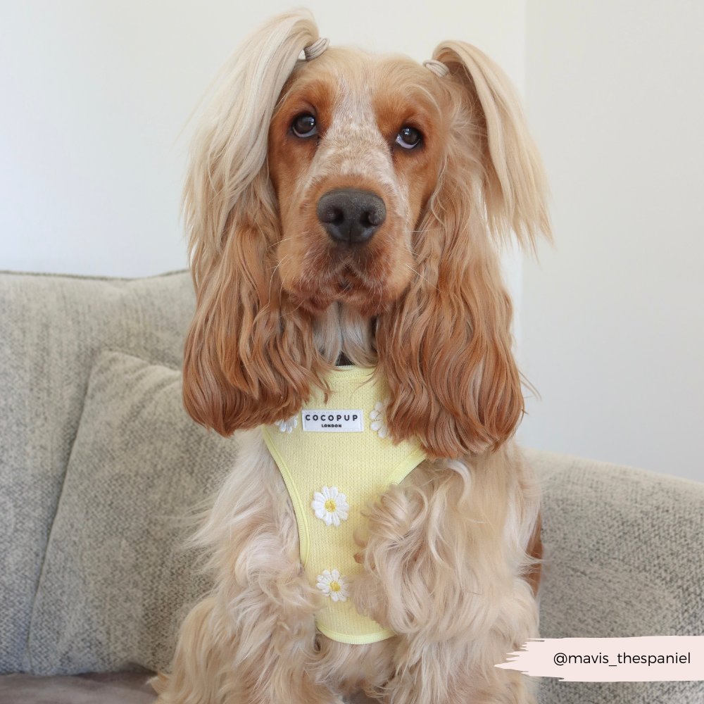 Cocopup Buttercup Hundesele