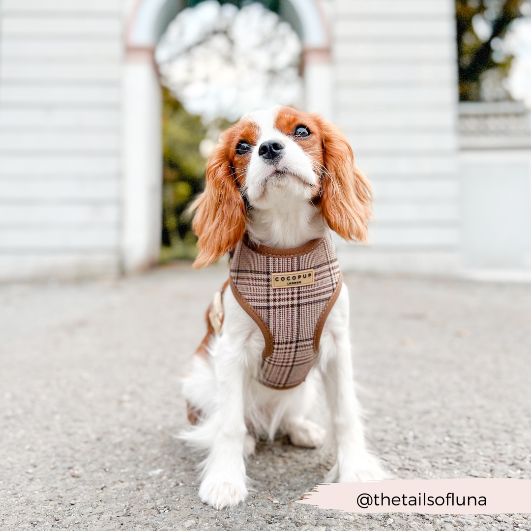 Cocopup Pup Plaid Hundesele