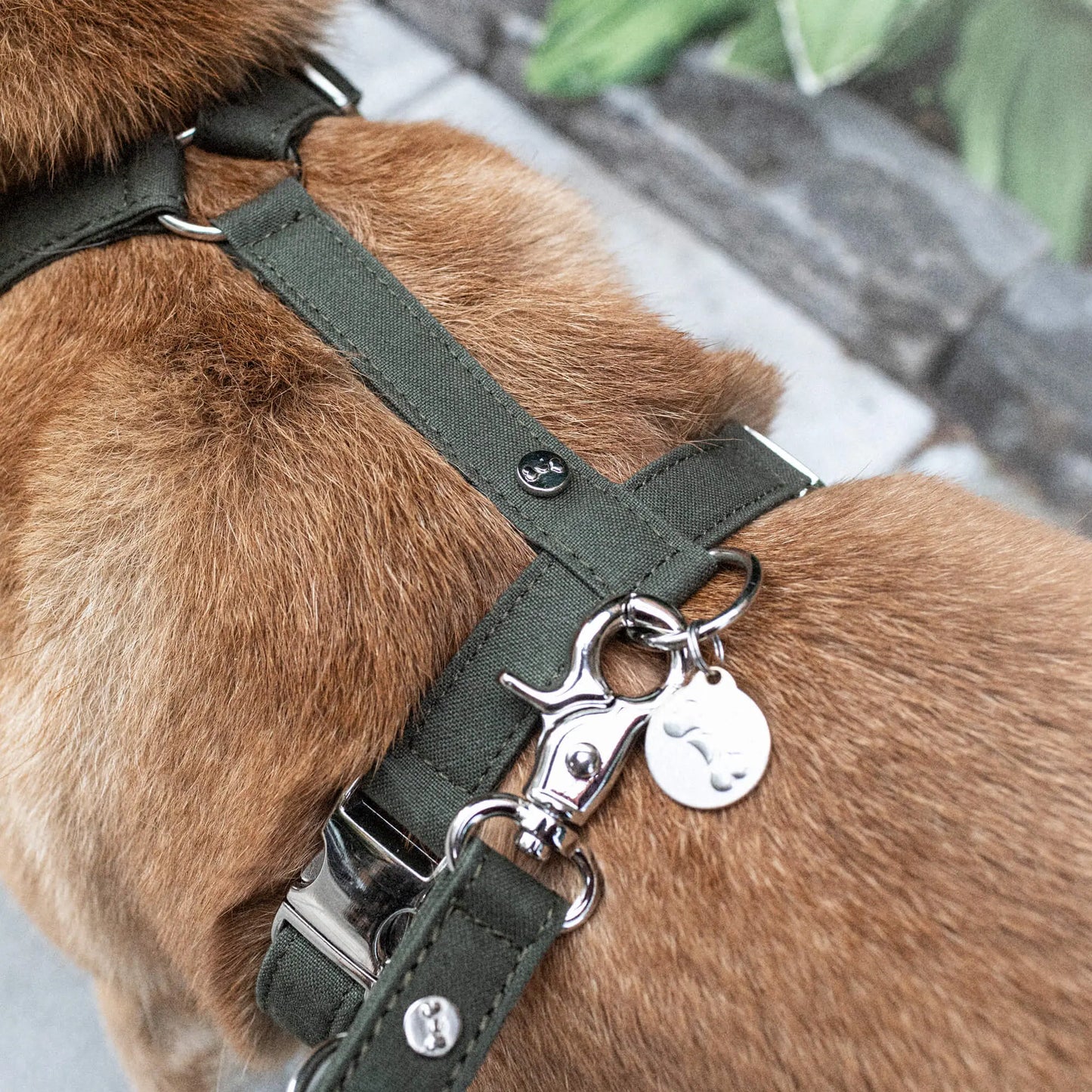 Hundesele Signature Go Khaki – Denjo Dogs