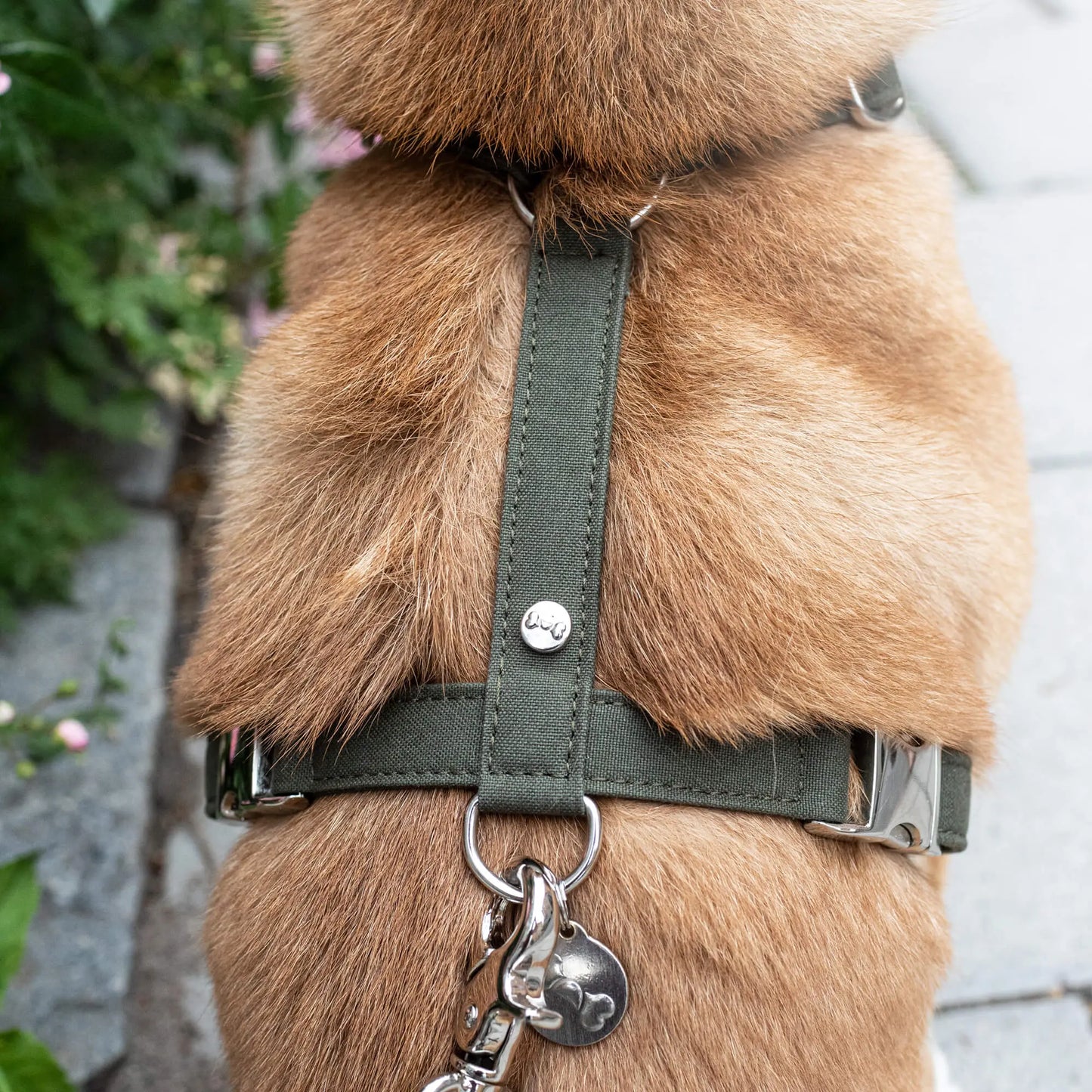 Hundesele Signature Go Khaki – Denjo Dogs