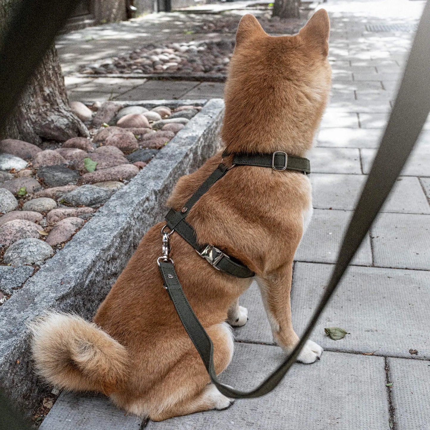 Hundesele Signature Go Khaki – Denjo Dogs