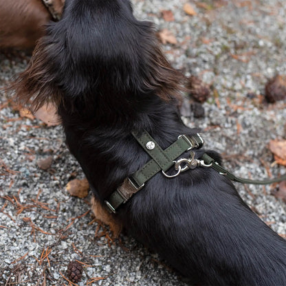 Hundesele Signature Go Khaki – Denjo Dogs