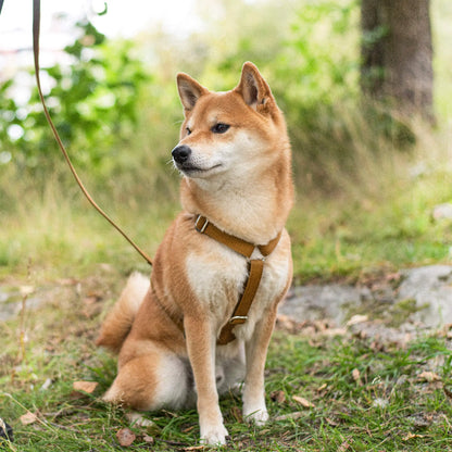 Hundesele Signature  Go Sennepsgul – Denjo Dogs