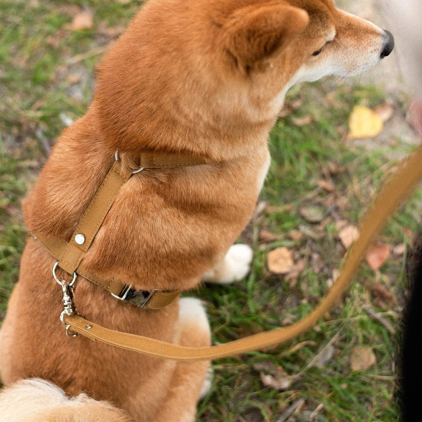 Hundesele Signature  Go Sennepsgul – Denjo Dogs