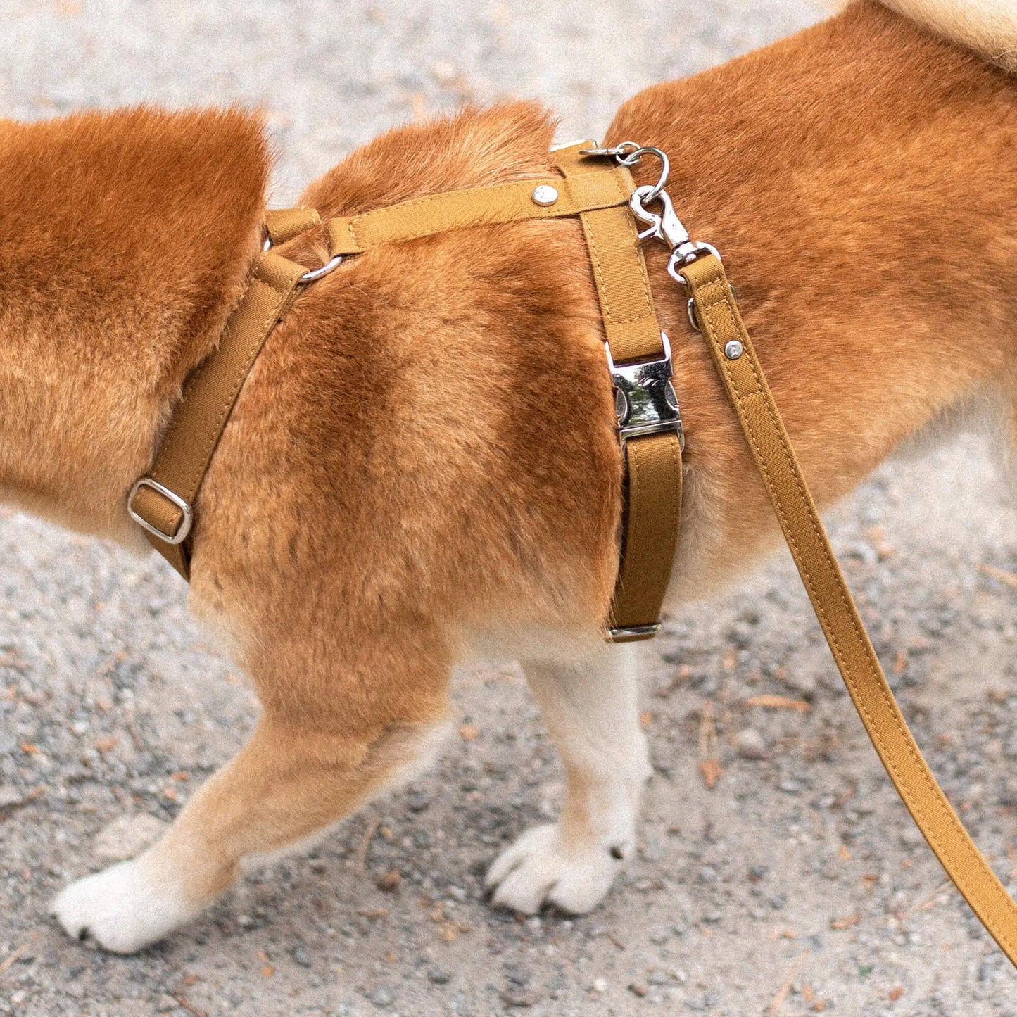 Hundesele Signature  Go Sennepsgul – Denjo Dogs