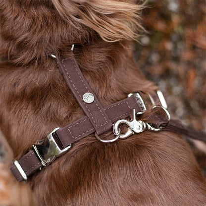 Hundesele Signature Go Sjokolade – Denjo Dogs