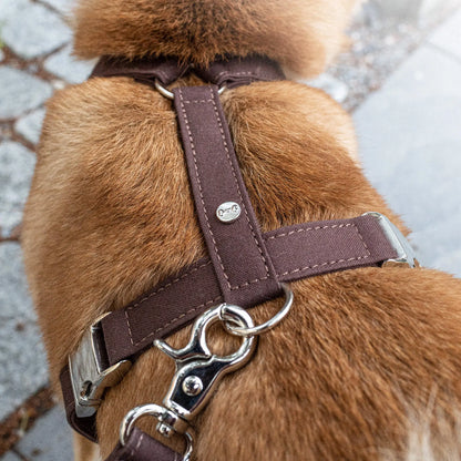 Hundesele Signature Go Sjokolade – Denjo Dogs