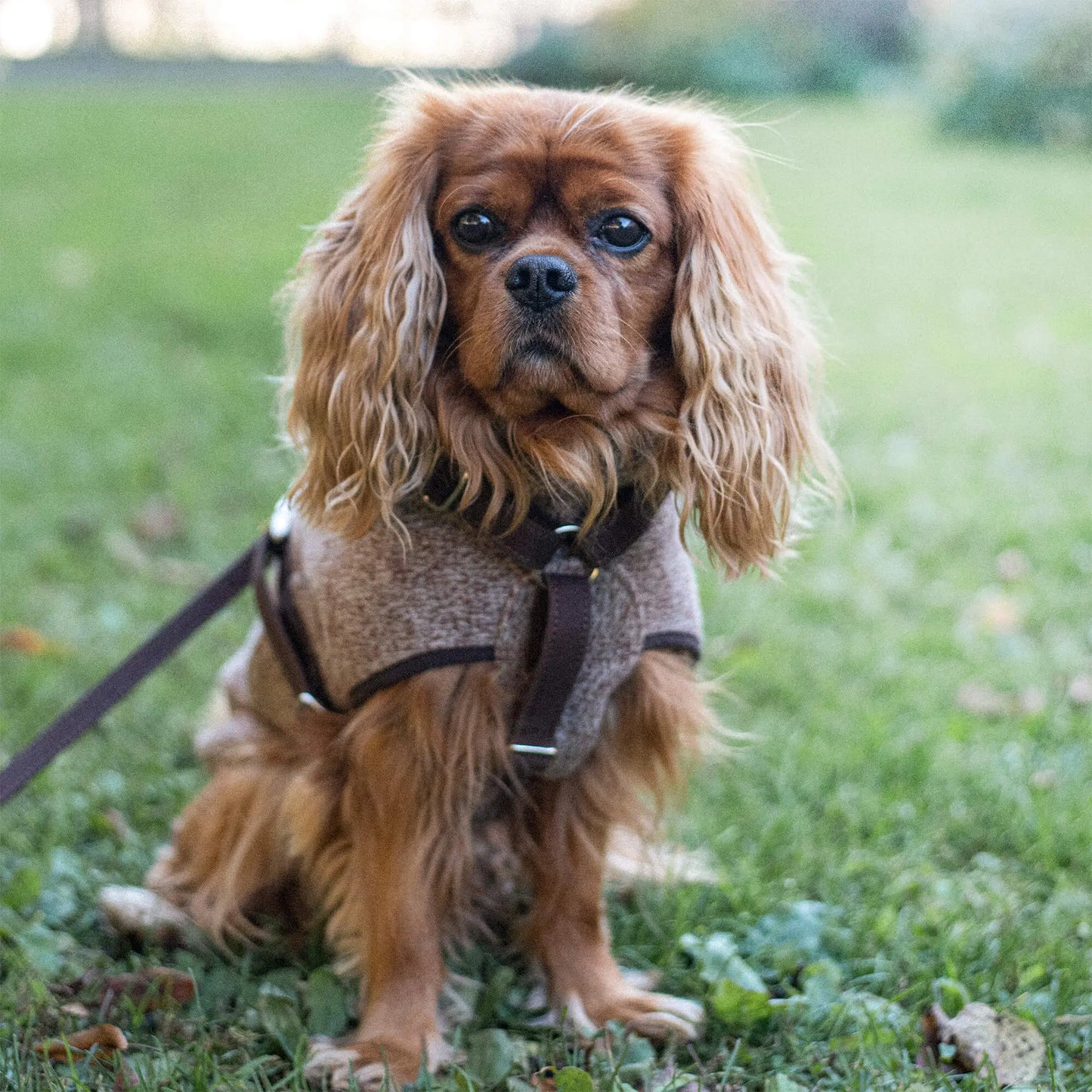 Hundesele Signature Go Sjokolade – Denjo Dogs