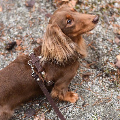 Hundesele Signature Go Sjokolade – Denjo Dogs