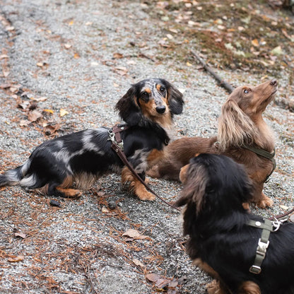 Hundesele Signature Go Sjokolade – Denjo Dogs