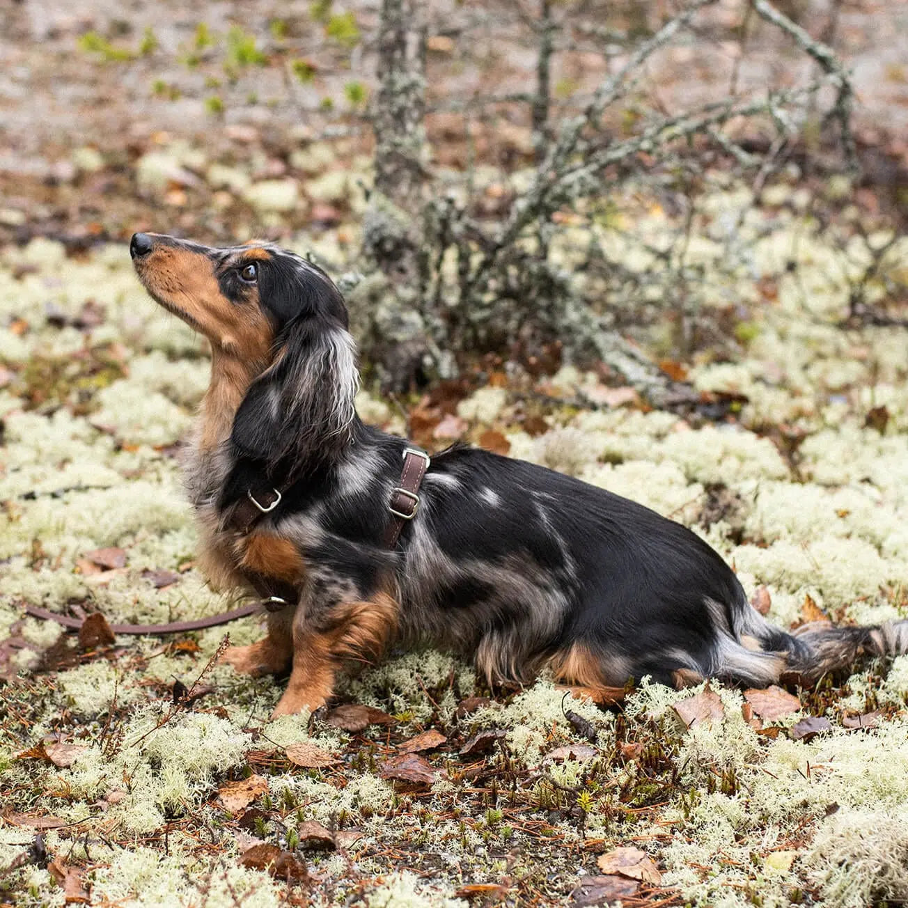 Hundesele Signature Go Sjokolade – Denjo Dogs