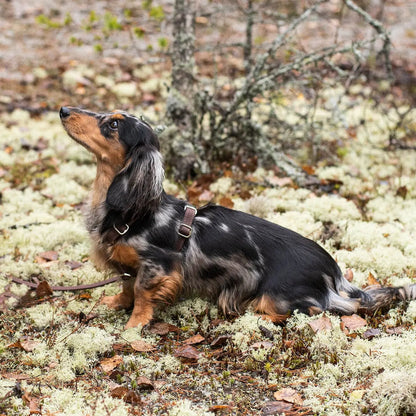 Hundesele Signature Go Sjokolade – Denjo Dogs