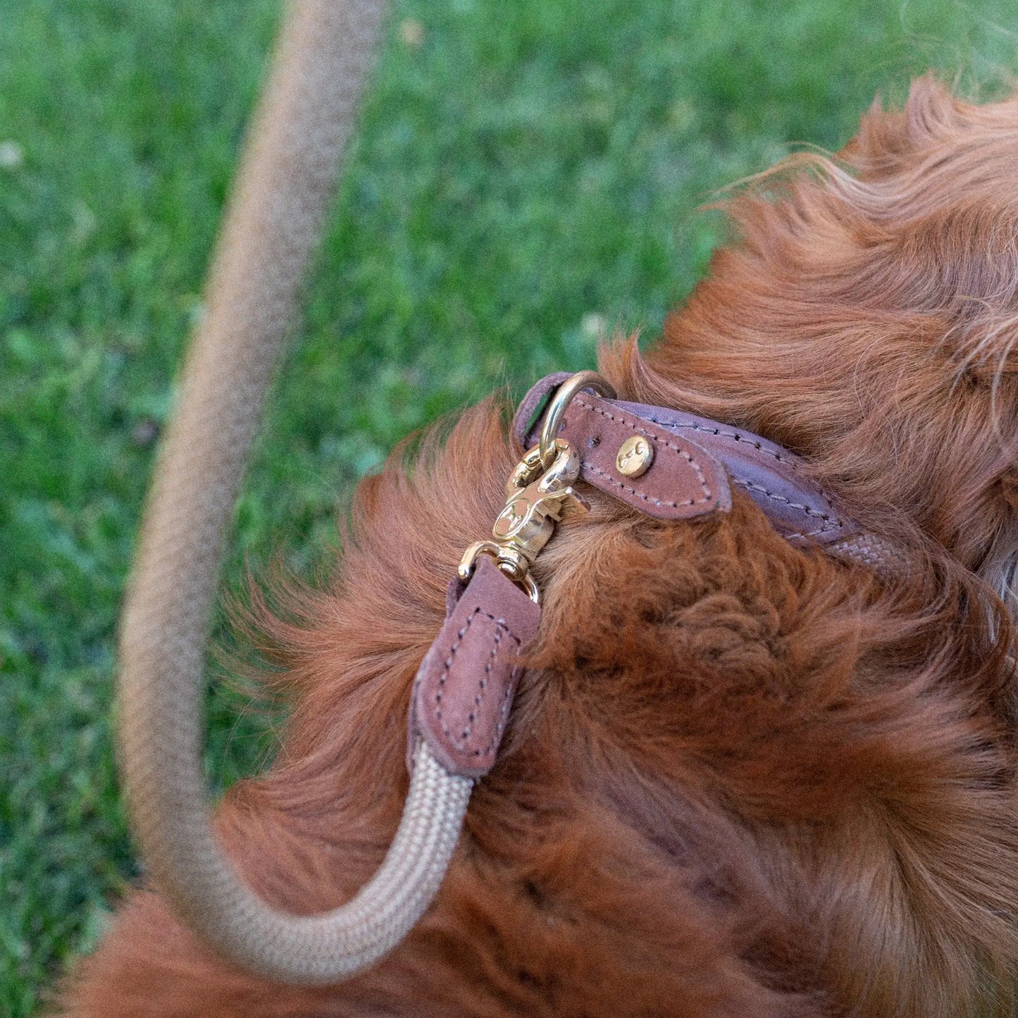 Hundehalsbånd Torekov Golden Sand - Denjo Dogs