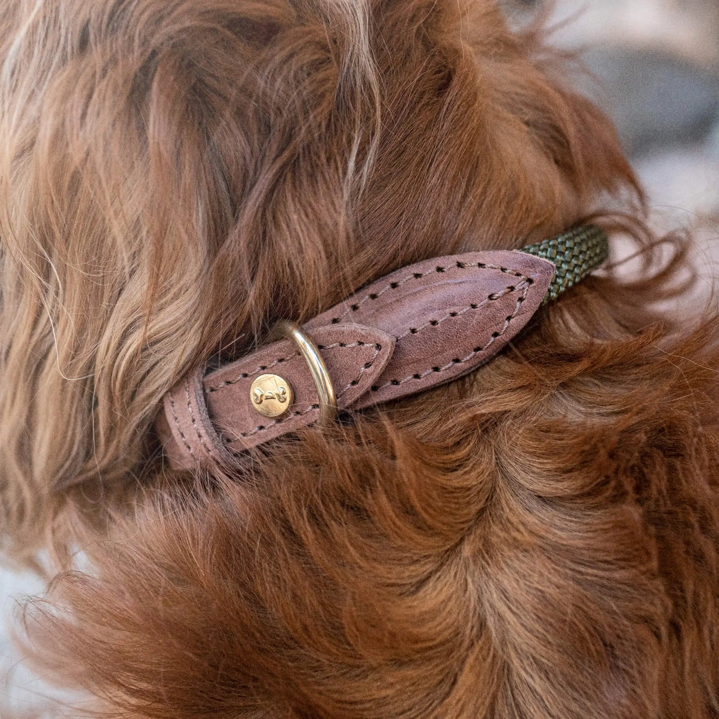 Hundehalsbånd Torekov Shimmer Green - Denjo Dogs