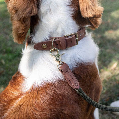 Hundehalsbånd Torekov Shimmer Green - Denjo Dogs