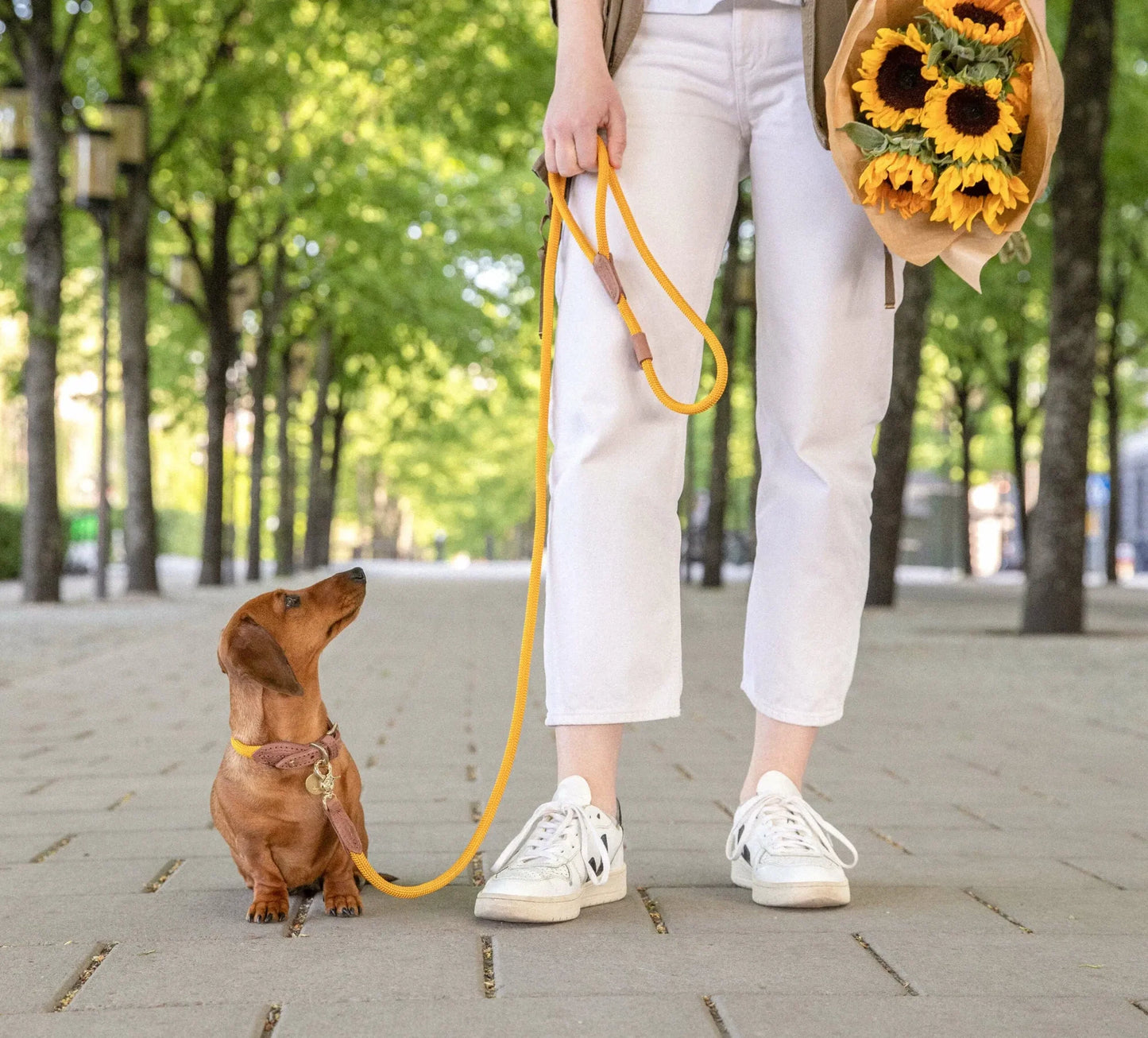 Hundehalsbånd Torekov Sunflower Yellow - Denjo Dogs