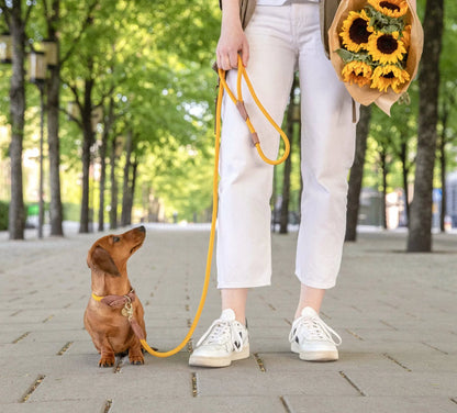 Hundehalsbånd Torekov Sunflower Yellow - Denjo Dogs