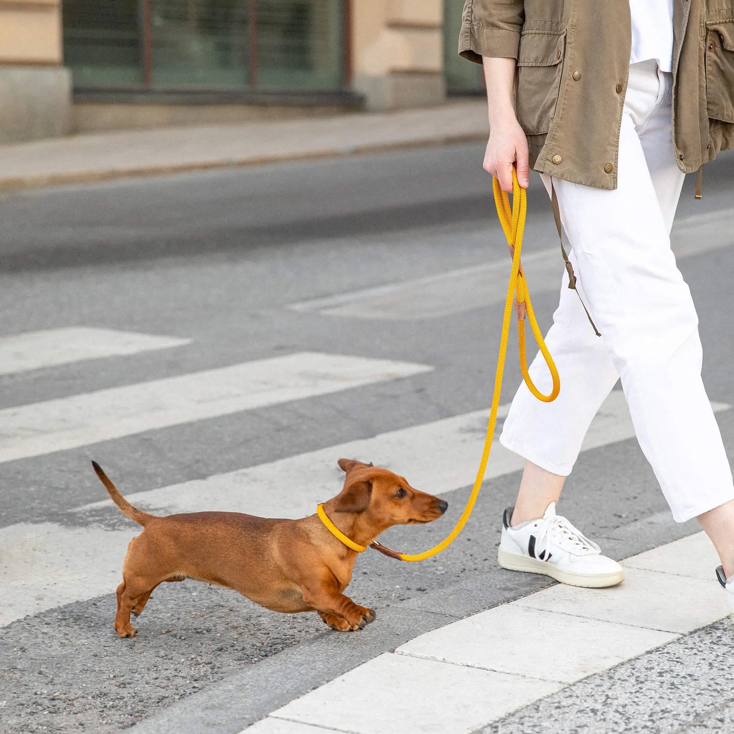Hundehalsbånd Torekov Sunflower Yellow - Denjo Dogs