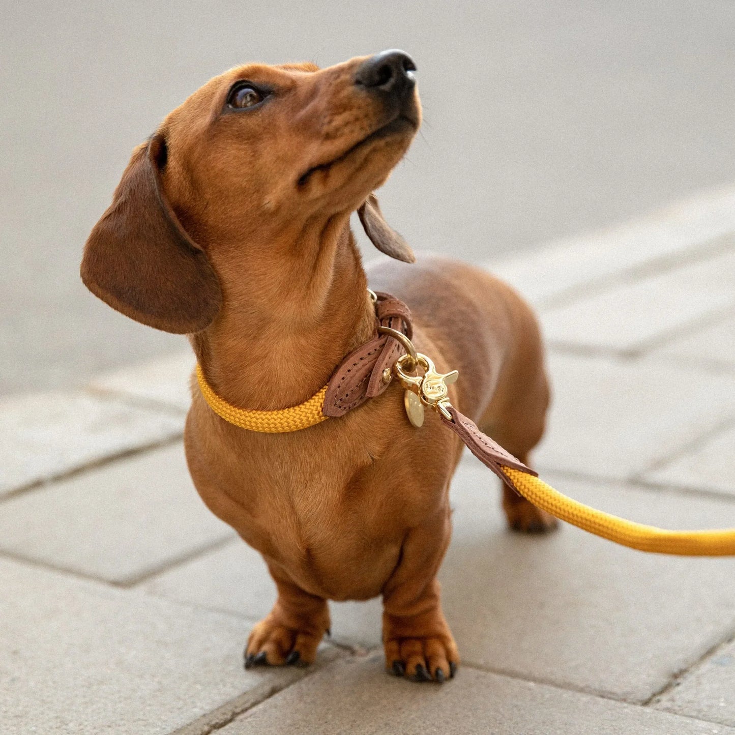Hundehalsbånd Torekov Sunflower Yellow - Denjo Dogs