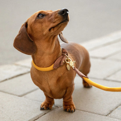 Hundehalsbånd Torekov Sunflower Yellow - Denjo Dogs