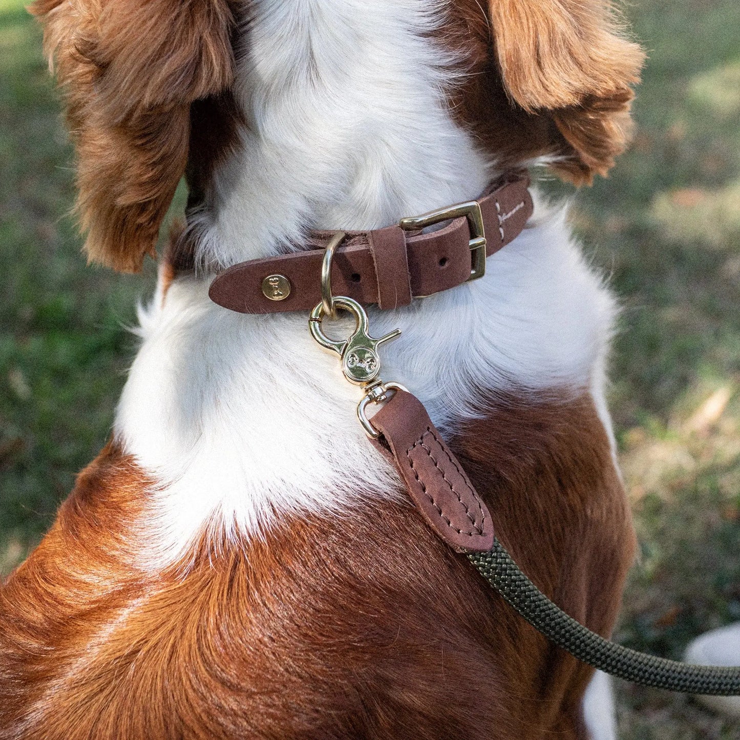 Hundekobbel Torekov Shimmer Green – Denjo Dogs