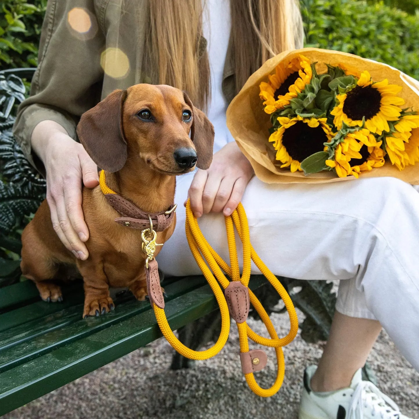 Hundekobbel Torekov Sunflower Yellow – Denjo Dogs