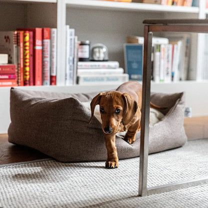 Hundeseng Teddy Lounge True Taupe – Denjo Dogs