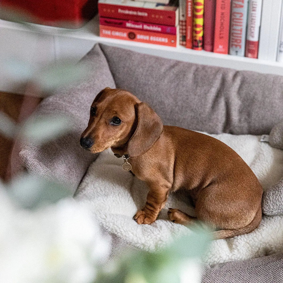 Hundeseng Teddy Lounge True Taupe – Denjo Dogs