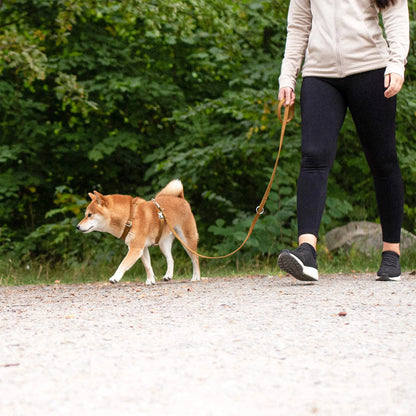 Justerbart Kobbel Signature Go Sennepsgul – Denjo Dogs